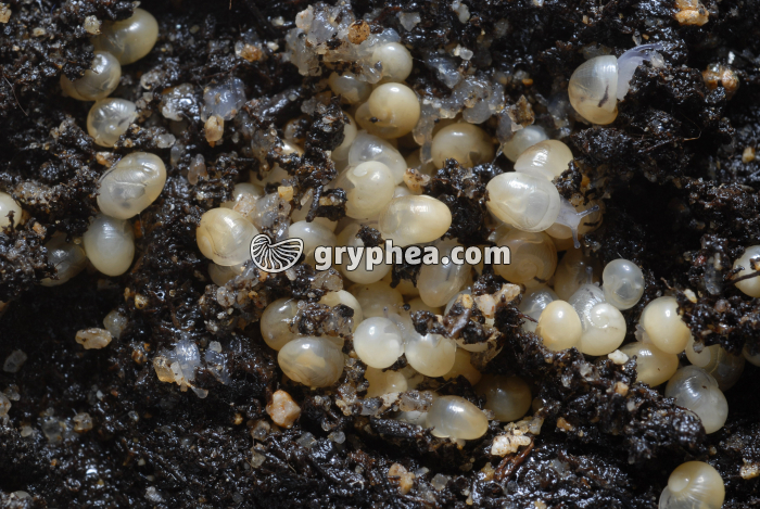 Escargot de Bourgogne - Eclosion des jeunes - gryphea.com